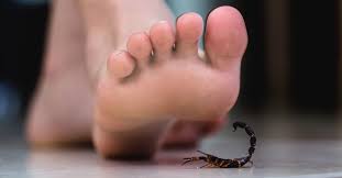 Temporada de escorpiões: Brasil vive alta de óbitos por acidentes; saiba como agir se você for picado