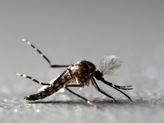 ado ao Sistema Único de Saúde (SUS). 🔎 A chikungunya é uma arbovirose transmiti