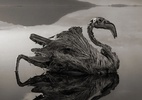 Cientistas desvendam o fenômeno da calcificação animal no Lago Natron, Tanzânia