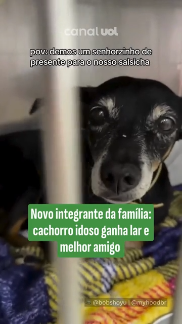 Adoção de cães idosos: um gesto de amor que transforma vidas e inspira famílias