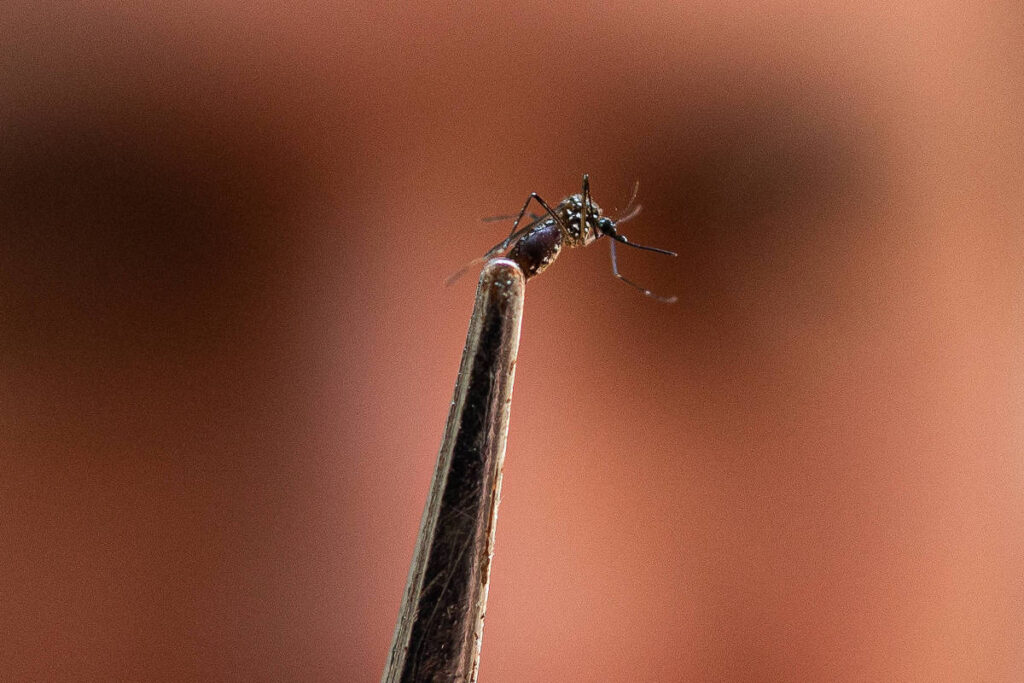 Anvisa libera por cinco anos a produção de mosquitos com Wolbachia da Oxitec para controle de arboviroses