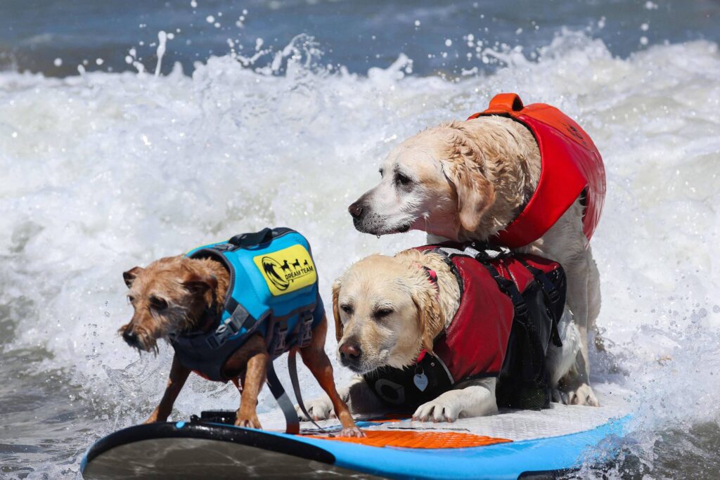 Campeonato Mundial de Surfe para Cães na Califórnia une esporte e solidariedade animal