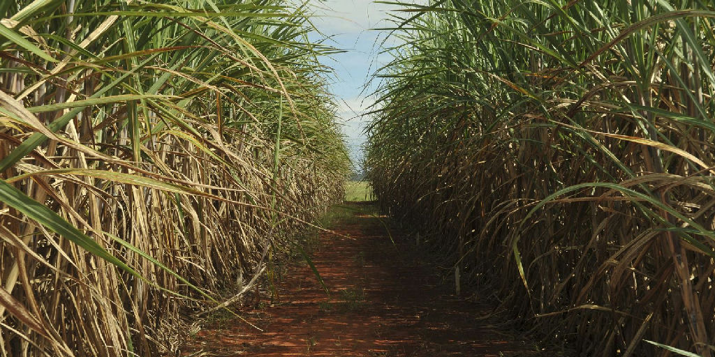 Conselho Monetário Nacional amplia margem de remuneração para o programa Eco Invest Brasil