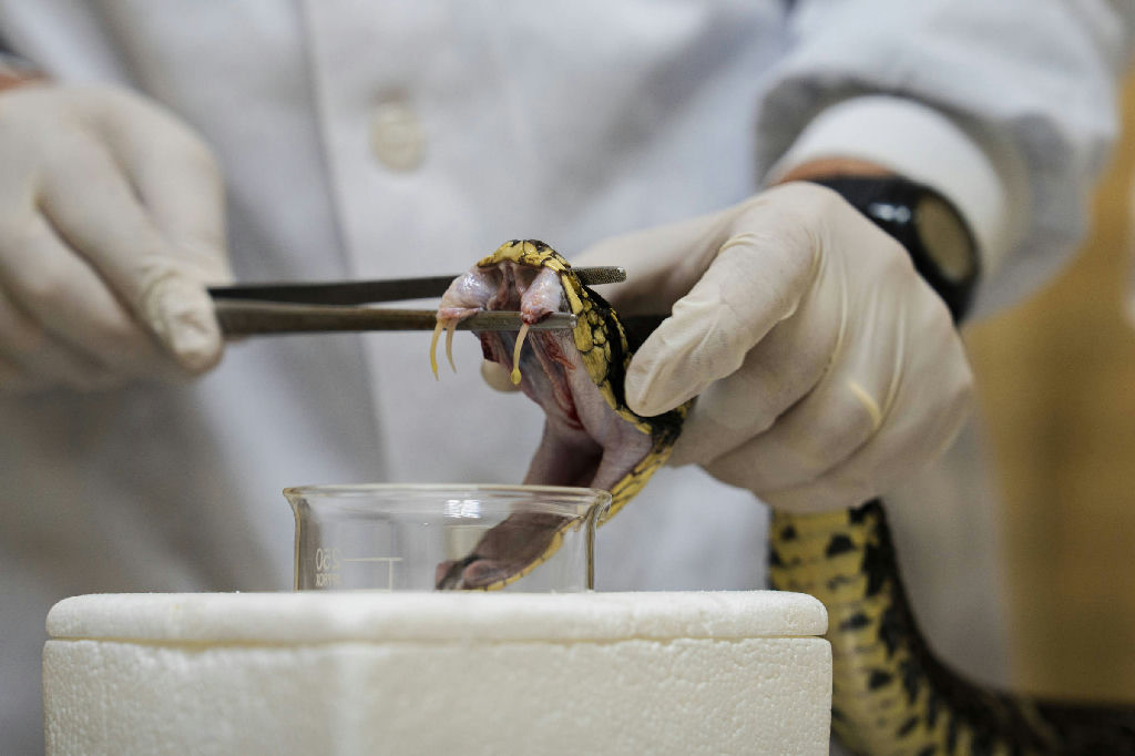 Estudo revela risco elevado de AVC após picadas de cobra mesmo com atendimento rápido