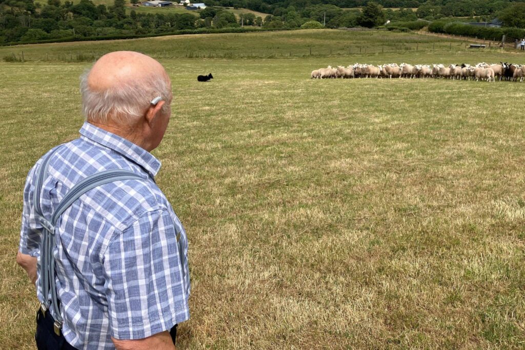 Parasita silencioso: agricultor galês relata luta contra cistos causados por tênia