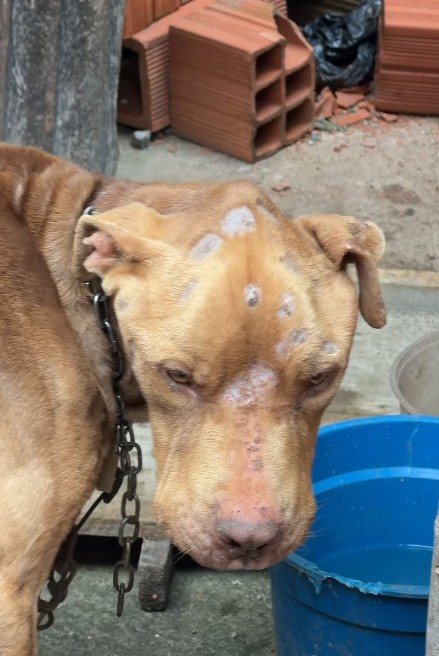 Pitbull é salvo em estado crítico após ser vítima de abandono e maus-tratos em Guarulhos