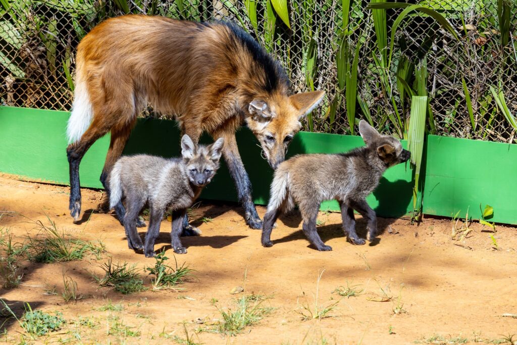 Público decide nomes de filhotes de lobo-guará em votação aberta pelo Zoológico de São Paulo