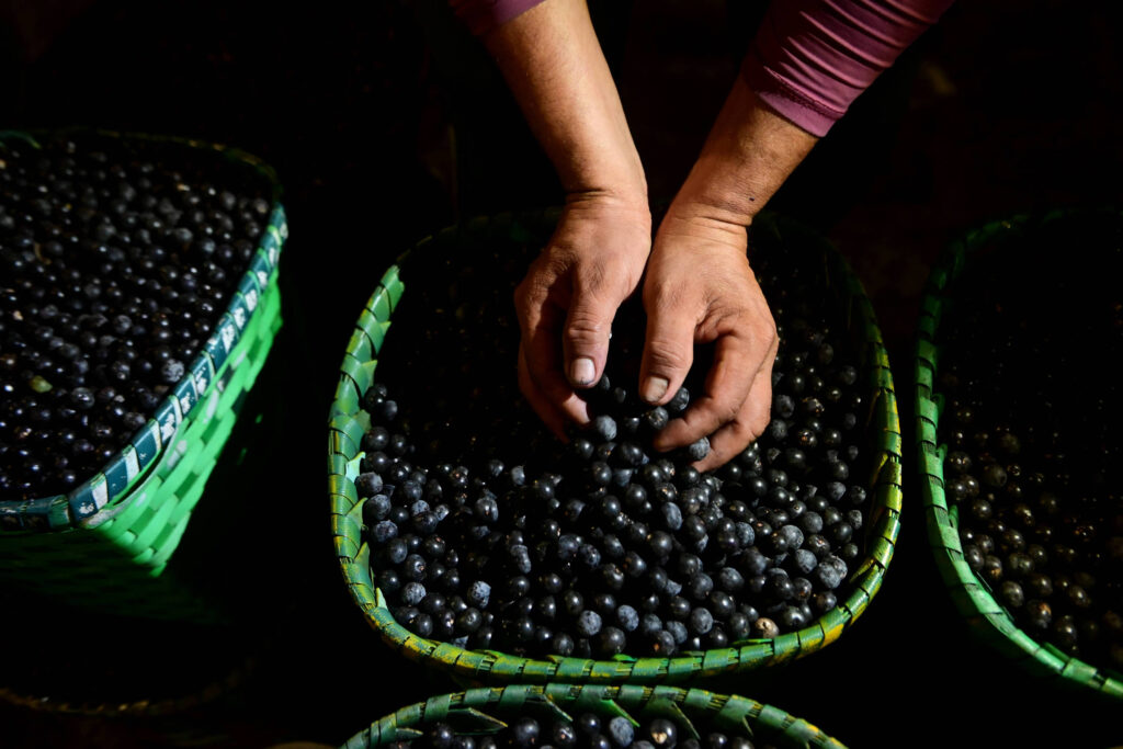 Riqueza nutricional de 19 frutos brasileiros é detalhada em estudo científico