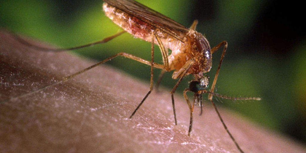 São Paulo registra primeiros casos humanos de febre do Nilo Ocidental, acendendo alerta sanitário