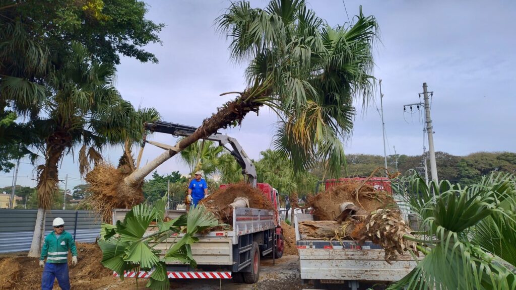 Transplante de árvores em Guarulhos: 50 exemplares do Cecap revitalizam o Macedo