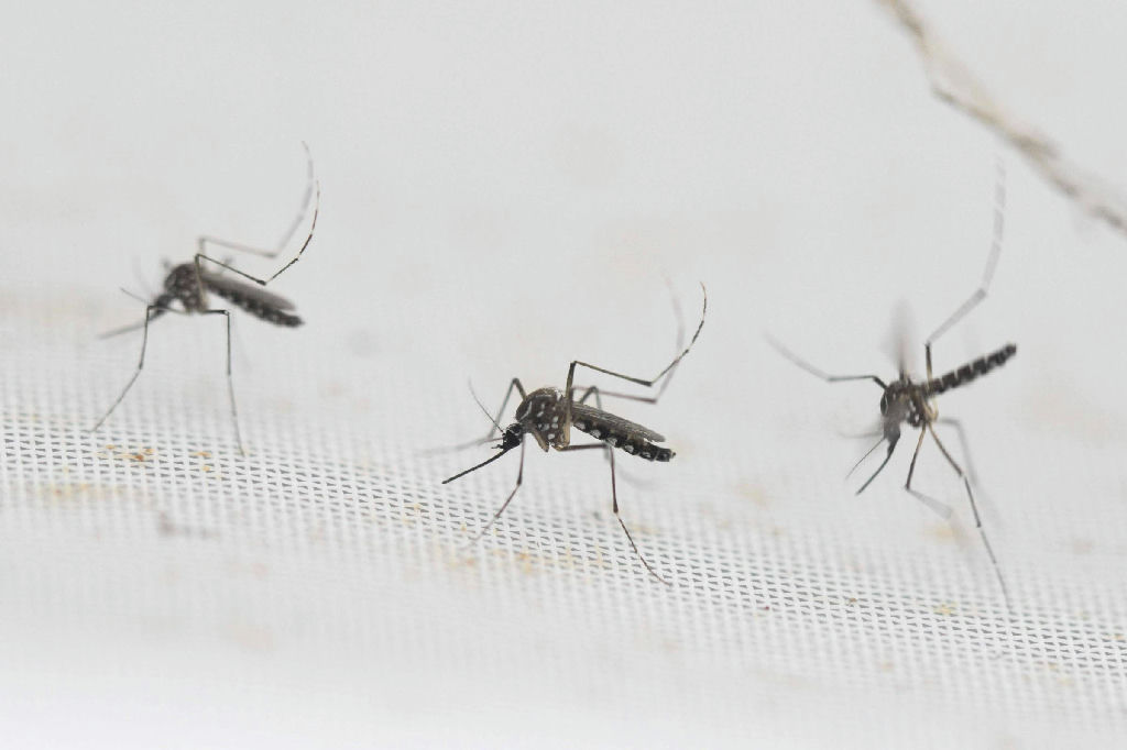 Dengue em São Paulo: 81 municípios enfrentam epidemia em 2026