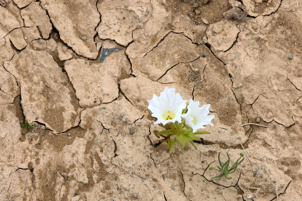 Deserto do Atacama: chuvas do El Niño transformam paisagem árida em espetáculo florido