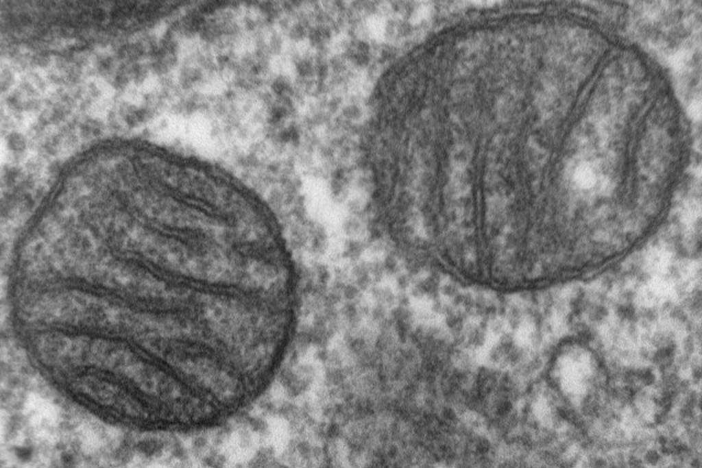 Estudo revela como a psilocibina pode prevenir dores crônicas causadas por quimioterapia