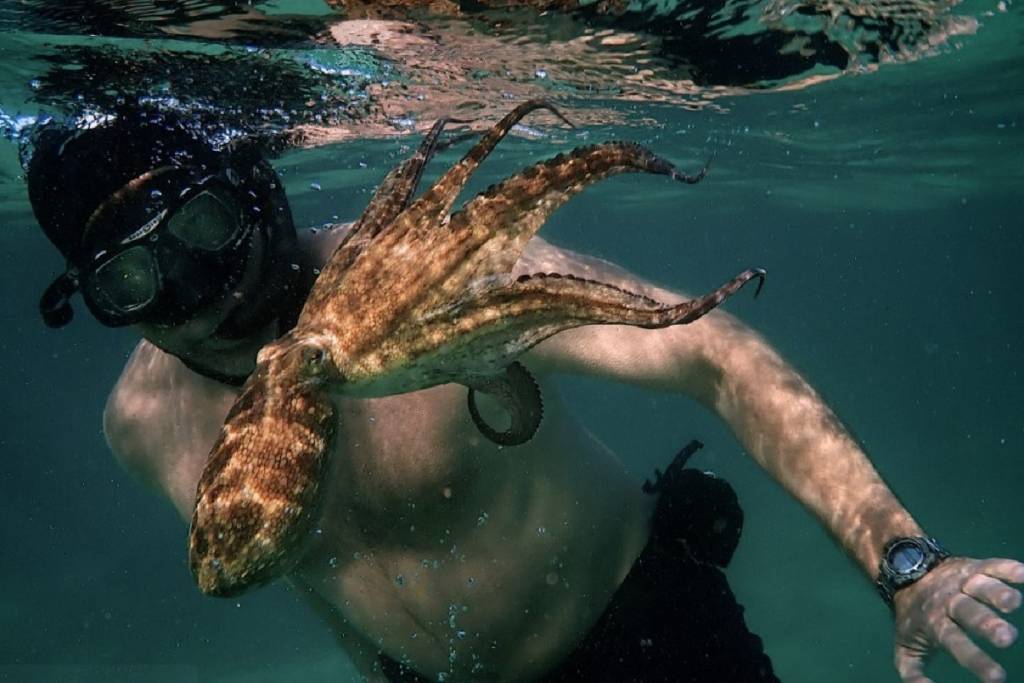 Pesquisa brasileira sobre sono de polvos é omitida em produções da National Geographic