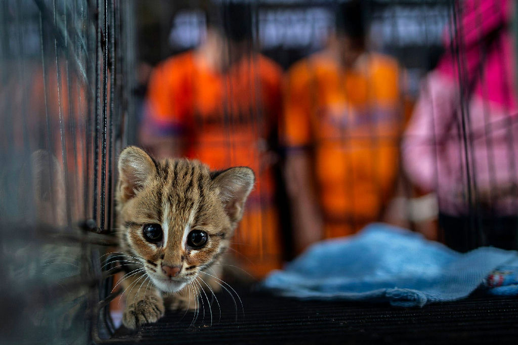 Tráfico de animais silvestres migra para redes sociais e desafia fiscalização global