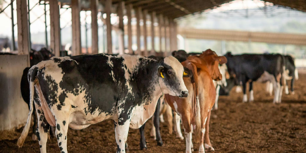 União Europeia suspende importação de carnes brasileiras: entenda o impacto