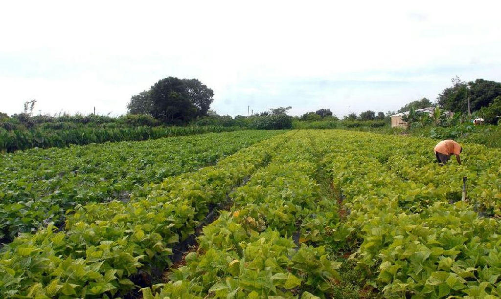 Verba de R$ 64,3 milhões fortalece segurança alimentar e povos indígenas