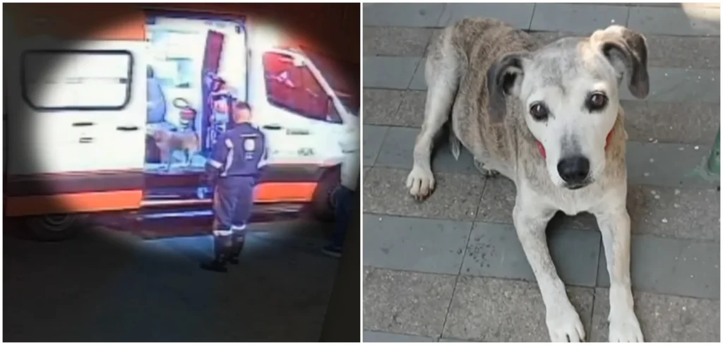 Cachorrinha Savana, desaparecida após seguir tutor em ambulância, é encontrada em São Paulo