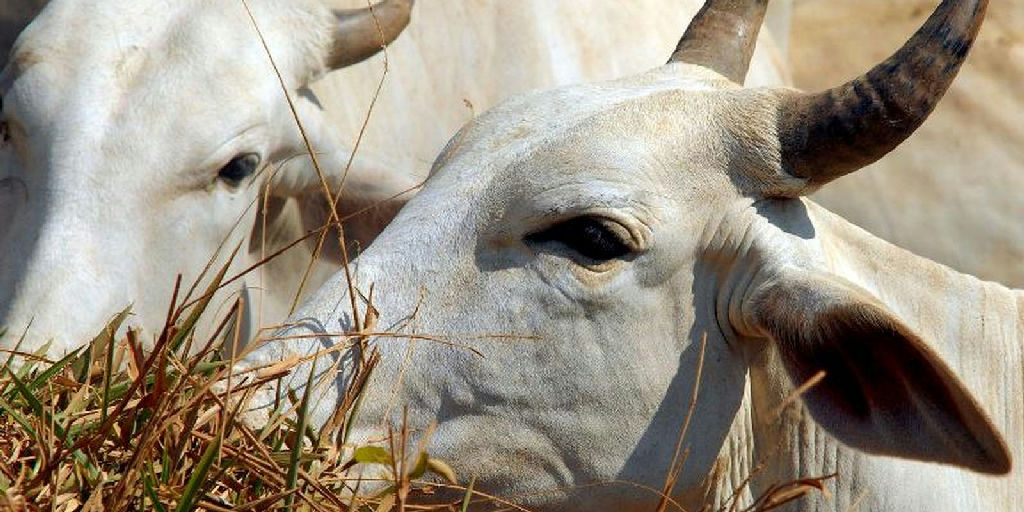 China eleva tarifa da carne bovina brasileira para 67% e preocupa setor