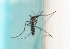 Estudo revela que Aedes albopictus deposita ovos em alturas elevadas
