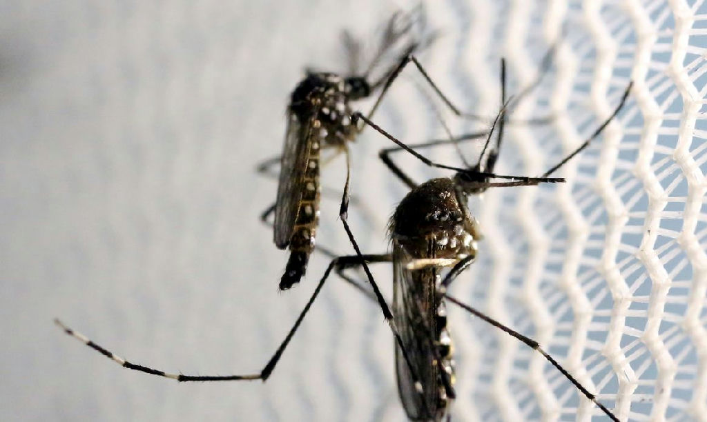 Risco de surto de Aedes aegypti atinge quase metade das cidades brasileiras apesar da queda de casos