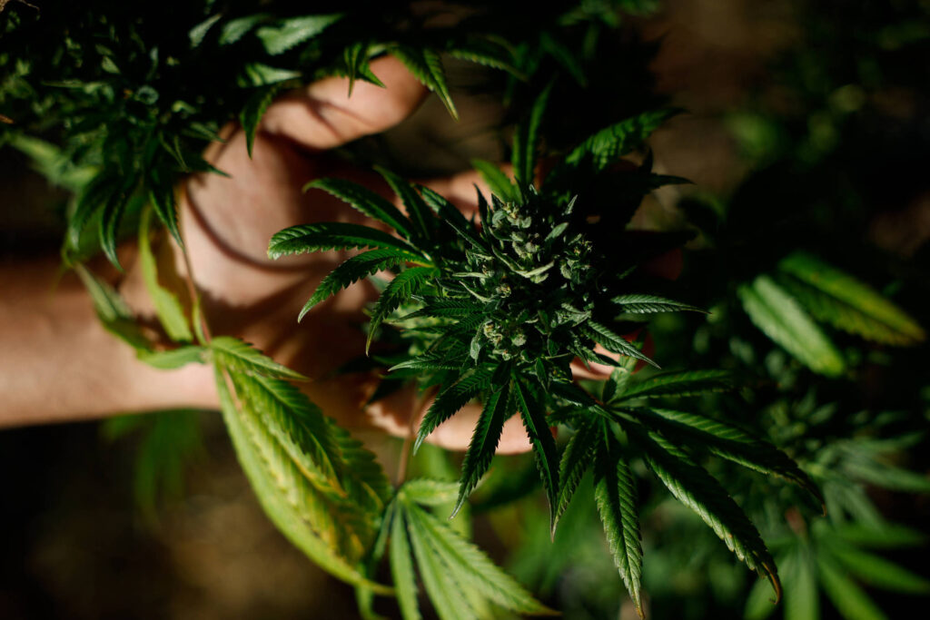 STJ decide que planos de saúde não precisam cobrir cannabis medicinal