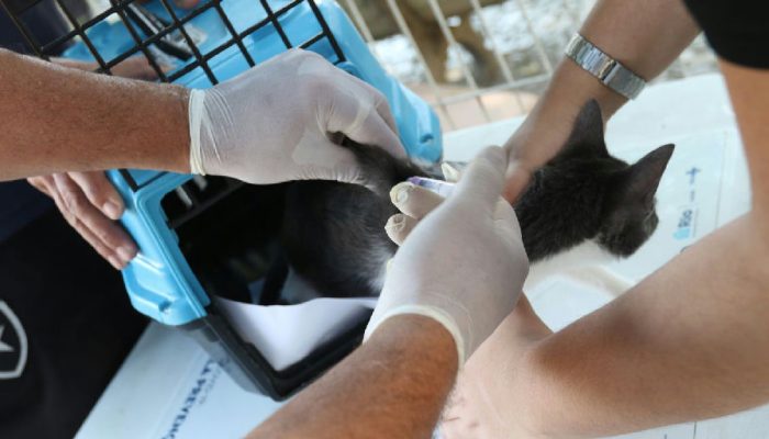 Alerta de saúde pública: Rio registra caso de raiva em cão após contato com morcego