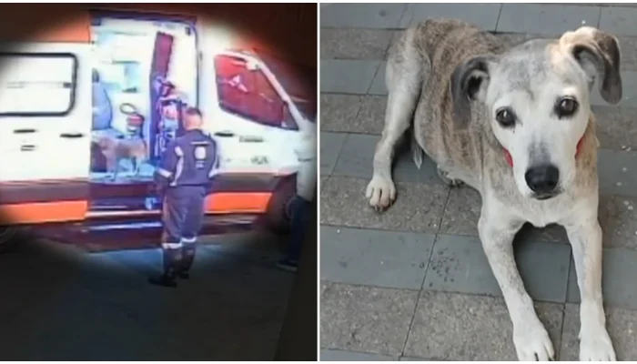 Cadela desaparece após entrar em ambulância do Samu durante socorro em São Paulo