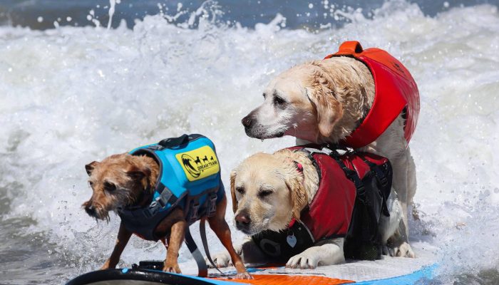 Campeonato Mundial de Surfe para Cães na Califórnia une esporte e solidariedade animal