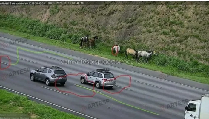 Cavalos no acostamento da Bandeirantes geram interdição e lentidão em São Paulo