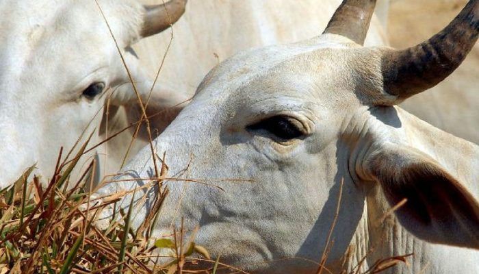 China eleva tarifa da carne bovina brasileira para 67% e preocupa setor