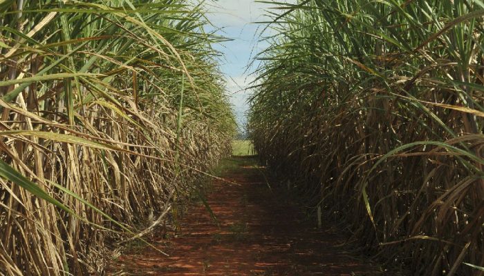 Conselho Monetário Nacional amplia margem de remuneração para o programa Eco Invest Brasil