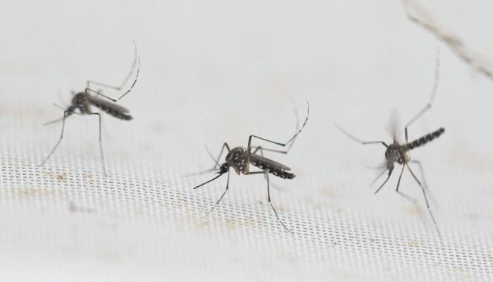 Dengue em São Paulo: 81 municípios enfrentam epidemia em 2026