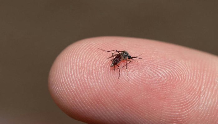 Dengue: pacientes do SUS chegam mais graves às Utis, aponta estudo