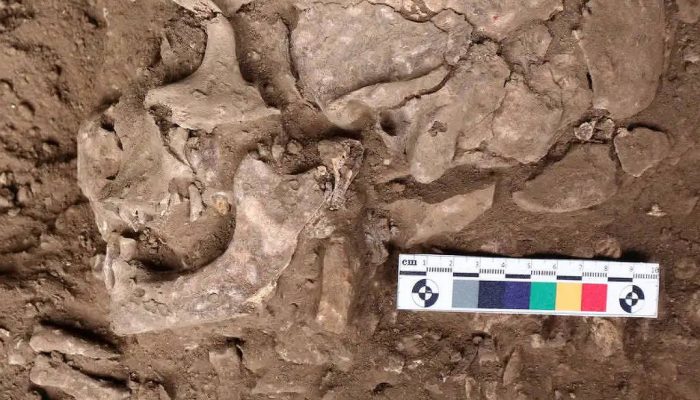 Descoberta arqueológica revela uso de estimulantes há 25 mil anos na Indonésia