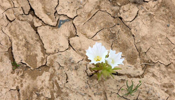 Deserto do Atacama: chuvas do El Niño transformam paisagem árida em espetáculo florido