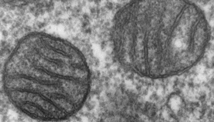 Estudo revela como a psilocibina pode prevenir dores crônicas causadas por quimioterapia