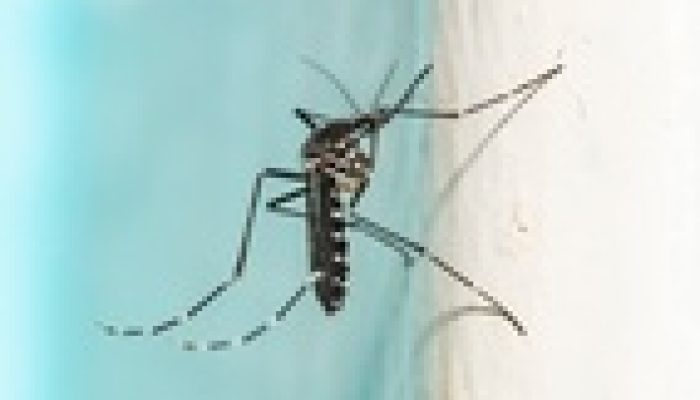 Estudo revela que Aedes albopictus deposita ovos em alturas elevadas