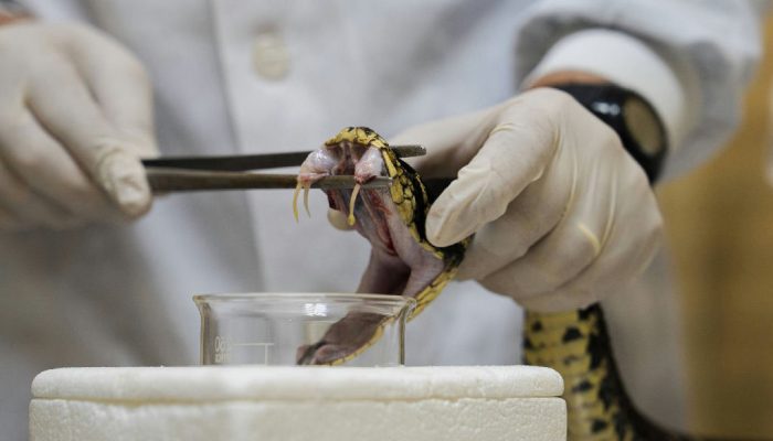 Estudo revela risco elevado de AVC após picadas de cobra mesmo com atendimento rápido