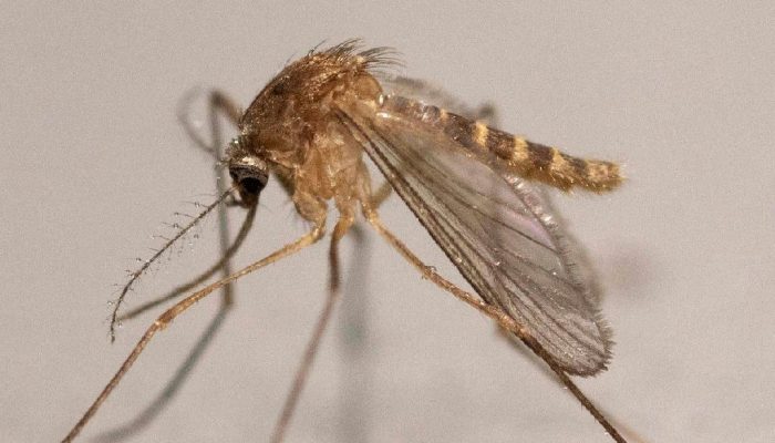 Febre do Nilo Ocidental acende alerta no Brasil e avança em ritmo acelerado pela Europa