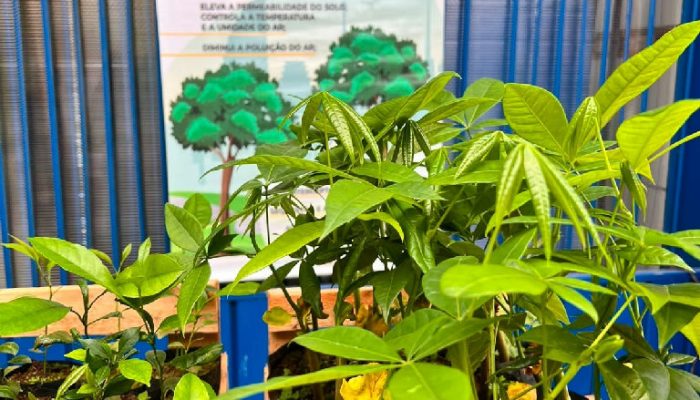 Guarulhos reforça arborização urbana com distribuição de 400 mudas nativas na Vila Galvão