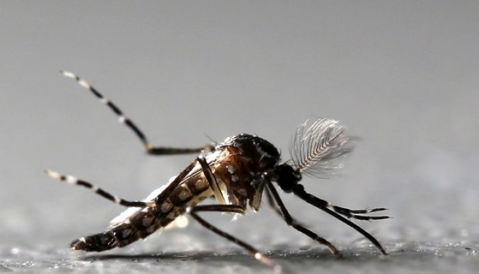 ado ao Sistema Único de Saúde (SUS). 🔎 A chikungunya é uma arbovirose transmiti