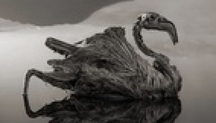 Cientistas desvendam o fenômeno da calcificação animal no Lago Natron, Tanzânia