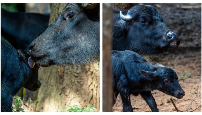 outra fêmea em safari de SP Às vésperas do Dia das Mães, uma filhote de búfalo r