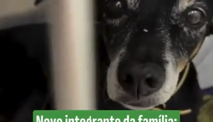 Adoção de cães idosos: um gesto de amor que transforma vidas e inspira famílias
