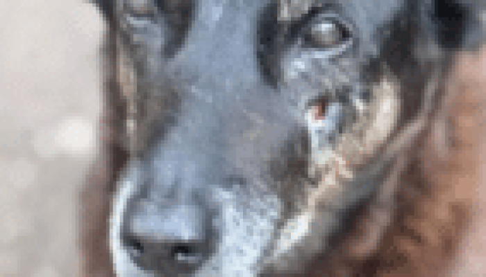 Ministério Público de SC divulga imagens periciais do cão Orelha em investigação de crueldade