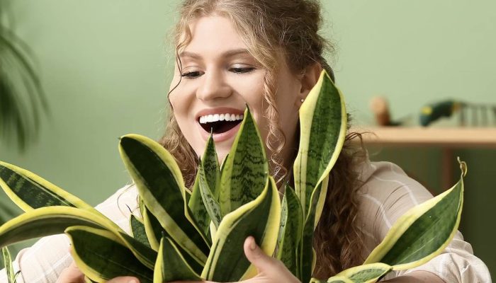Benefício também para os humanos: numa época em que recorremos à IA para conversar ou buscar apoio, as plantas oferecem uma vantagem insuperável, pois nunca darão um conselho errad