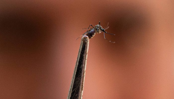 Anvisa libera por cinco anos a produção de mosquitos com Wolbachia da Oxitec para controle de arboviroses