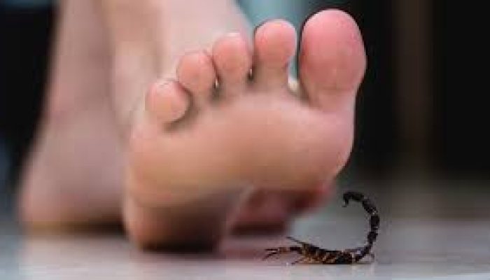 Temporada de escorpiões: Brasil vive alta de óbitos por acidentes; saiba como agir se você for picado