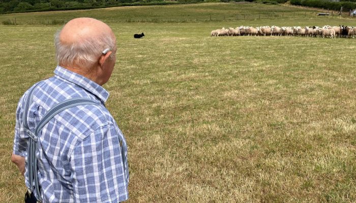 Parasita silencioso: agricultor galês relata luta contra cistos causados por tênia